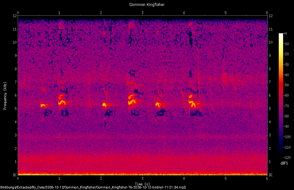 Spectrogram of a Common Kingfisher recorded at 11:21:34