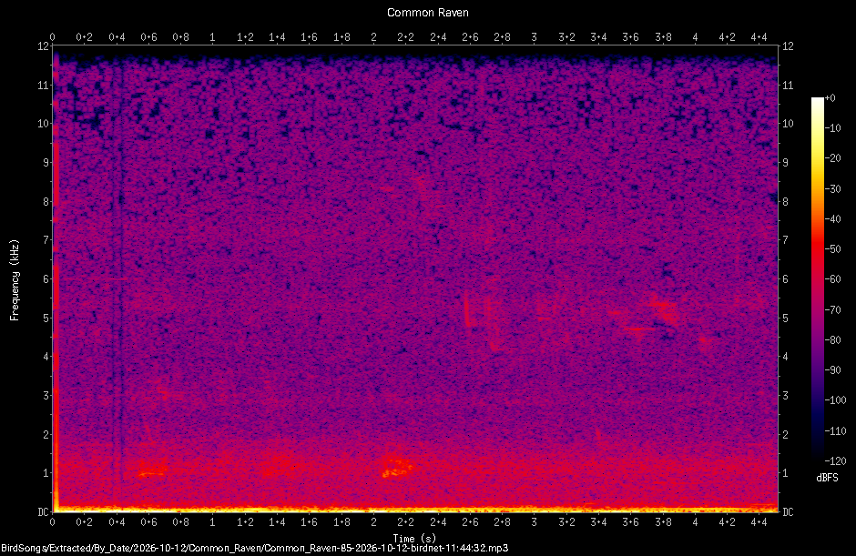 Spectrogram of a Common Raven recorded at 11:44:32