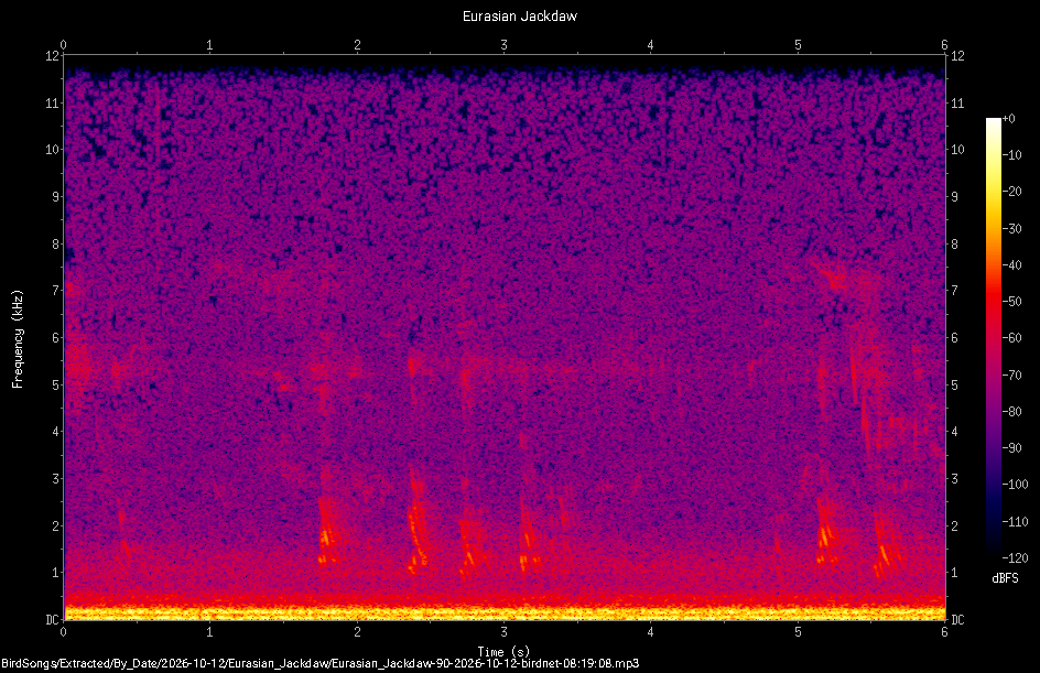 Spectrogram of a Eurasian Jackdaw recorded at 08:19:08