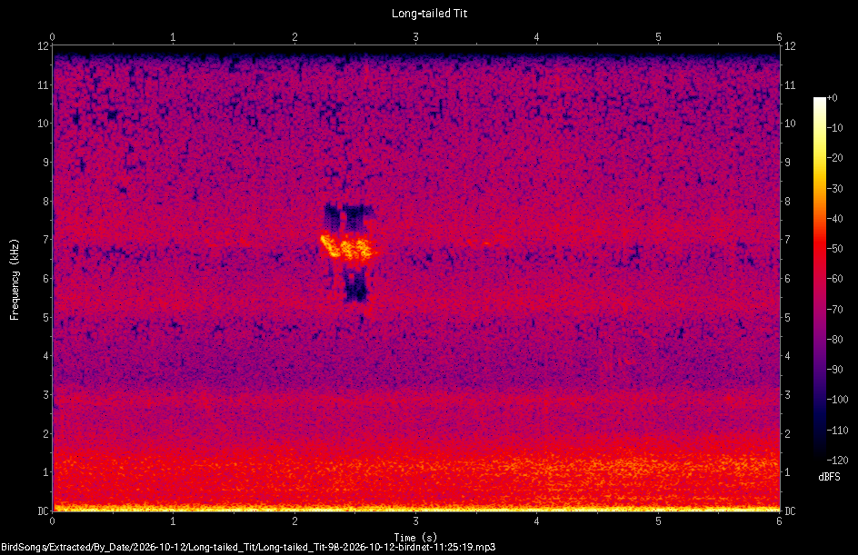 Spectrogram of a Long-tailed Tit recorded at 11:25:19