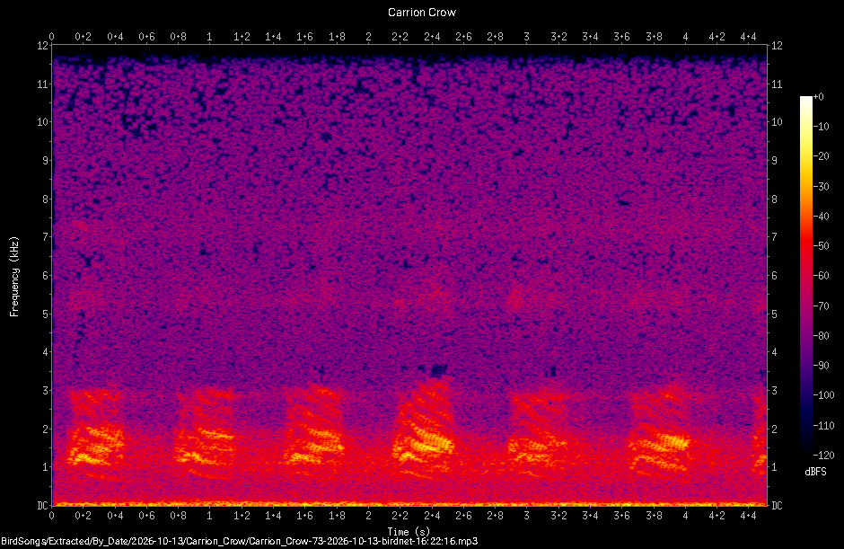 Spectrogram of a Carrion Crow recorded at 16:22:16