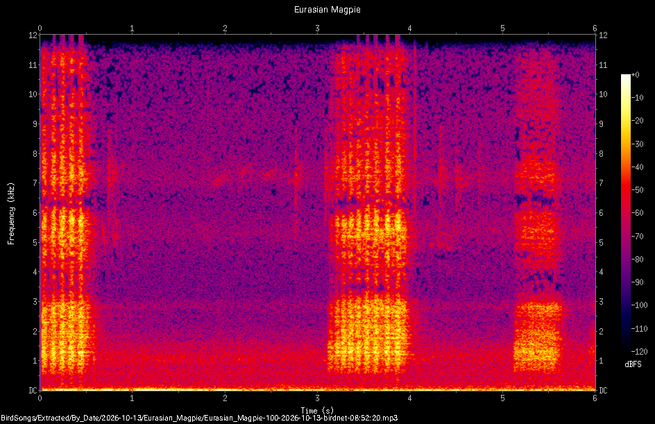 Spectrogram of a Eurasian Magpie recorded at 08:52:20