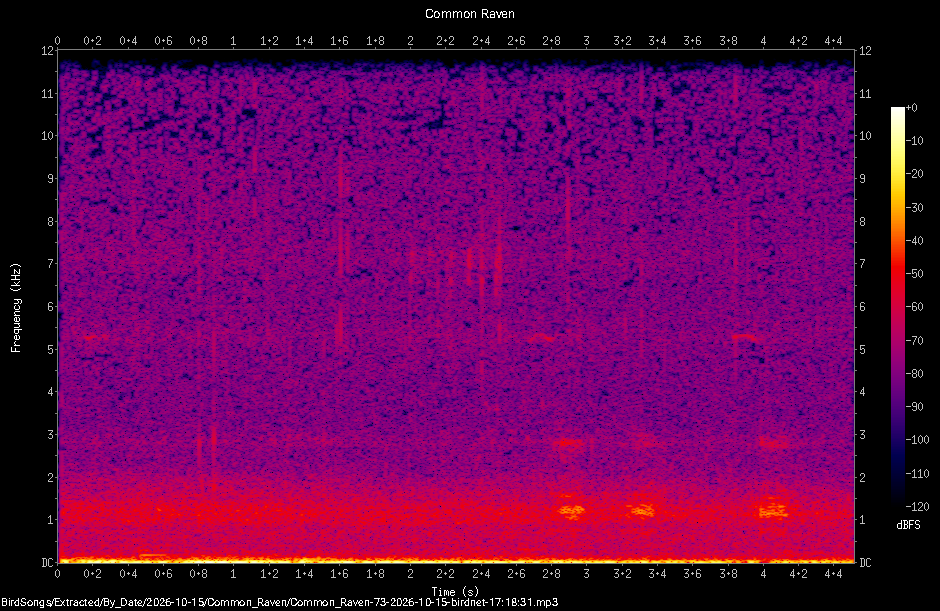 Spectrogram of a Common Raven recorded at 17:18:31