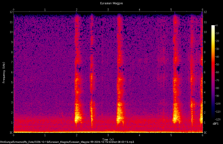 Spectrogram of a Eurasian Magpie recorded at 08:02:15