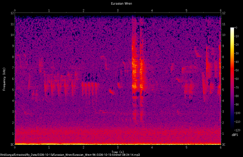 Spectrogram of a Eurasian Wren recorded at 08:24:14