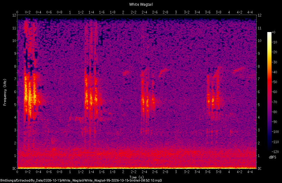 Spectrogram of a White Wagtail recorded at 08:52:10