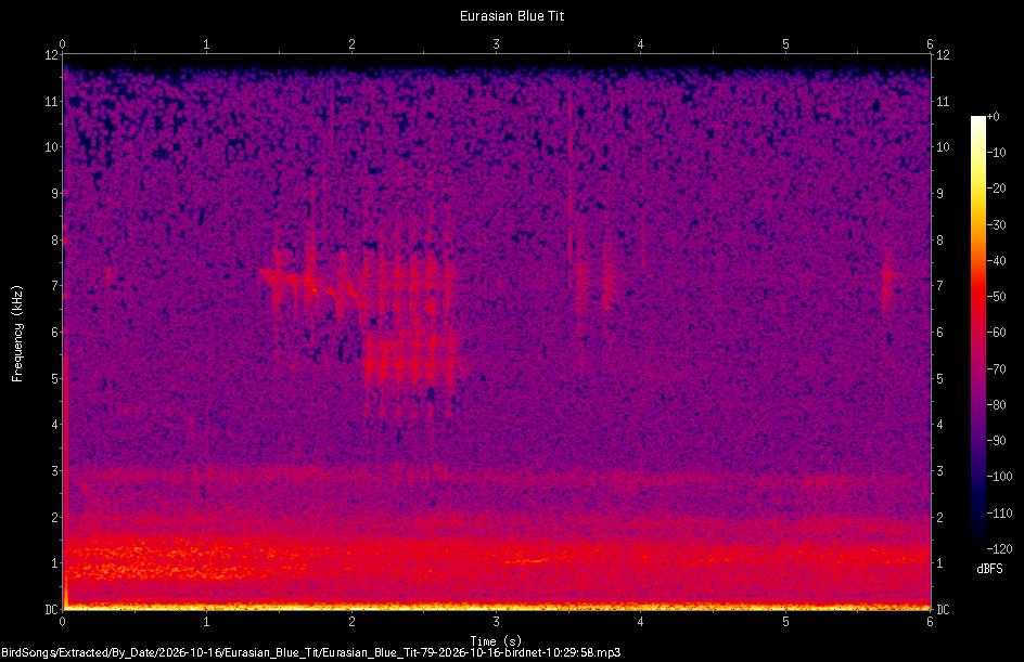 Spectrogram of a Eurasian Blue Tit recorded at 10:29:58