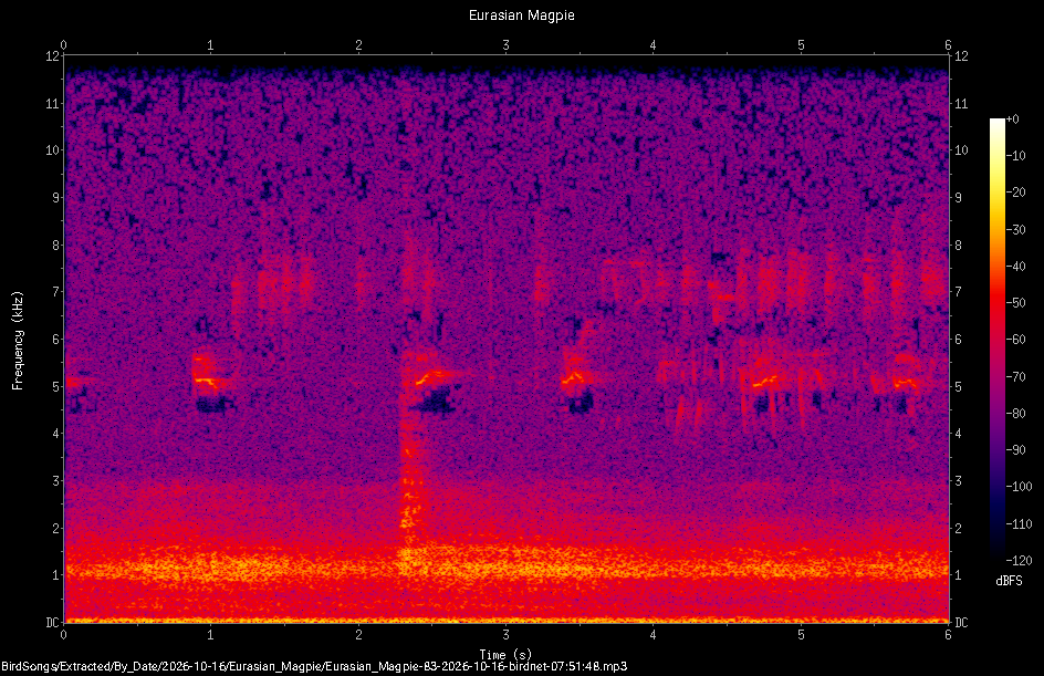 Spectrogram of a Eurasian Magpie recorded at 07:51:48