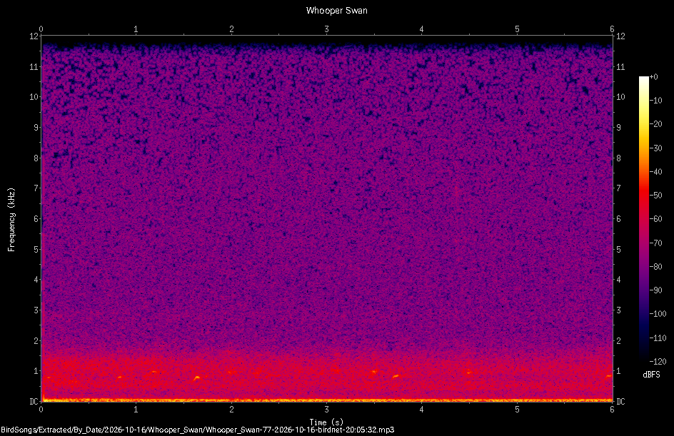 Spectrogram of a Whooper Swan recorded at 20:05:32