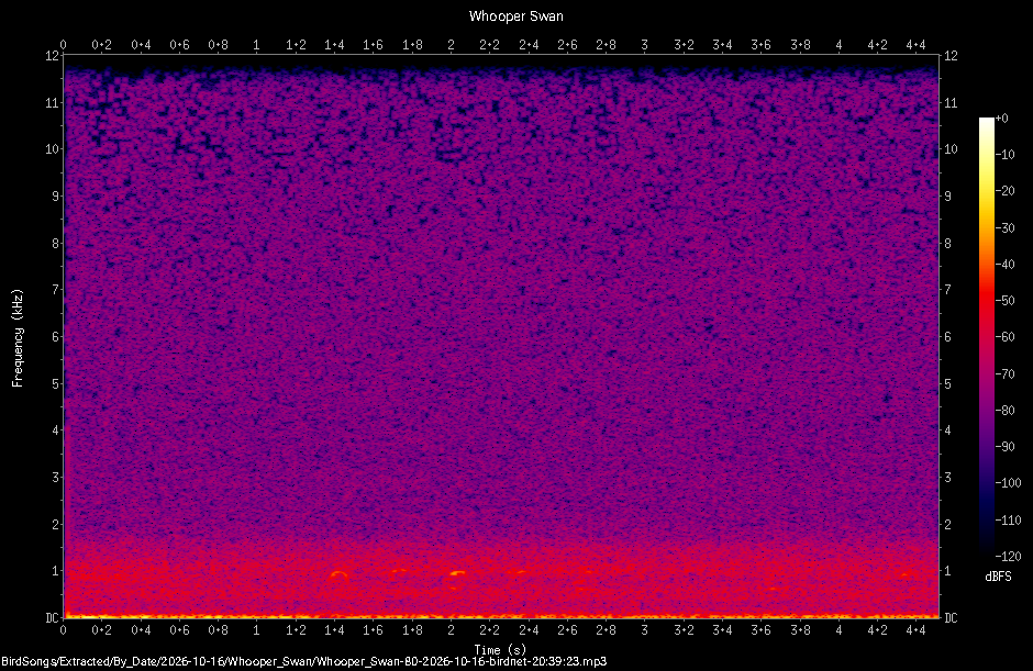 Spectrogram of a Whooper Swan recorded at 20:39:23