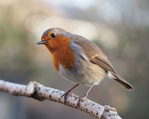 A European robin perched on a branch