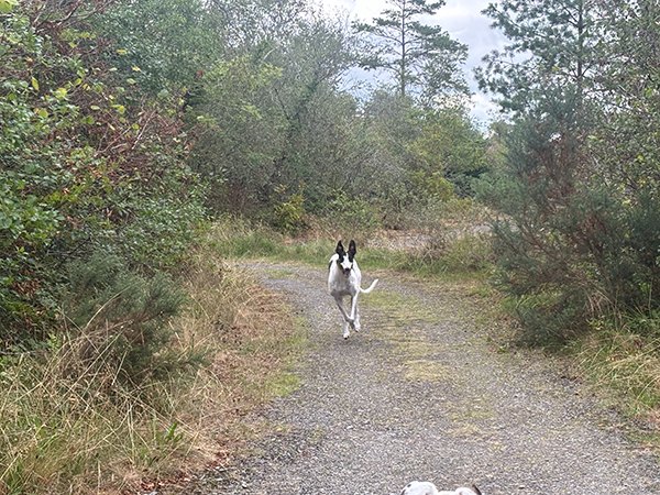 A black and white greyhound running towards the camera along a gravel track, with gorse and young conifers on both sides.